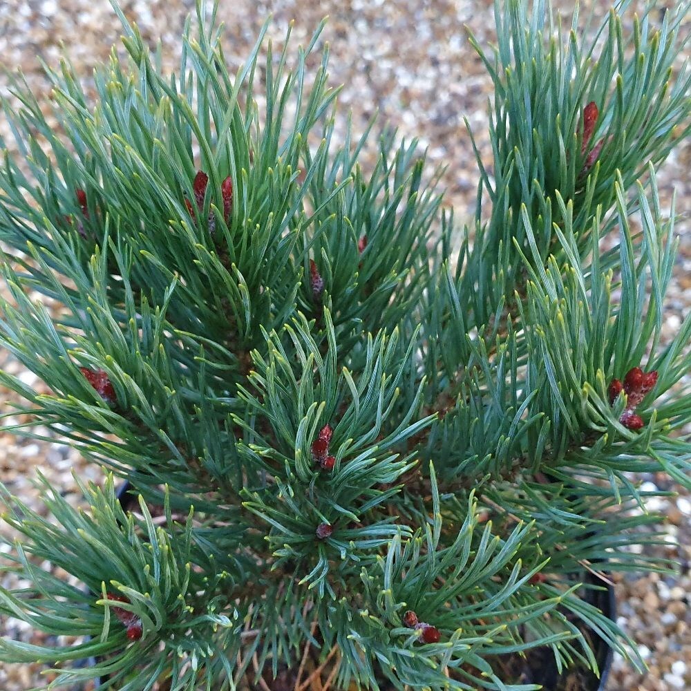 40cm Better than bare root. Pinus Sylvestris 3 x Scots Pine Tree 40cm Better than bare root. Pinus Sylvestris 3 x Scots Pine Tree